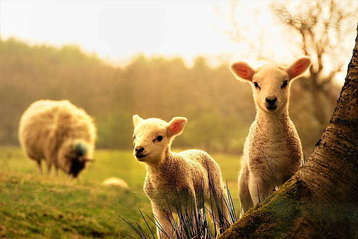 Animal, Sheep, Baby Animal, Cute, Lamb, HD wallpaper