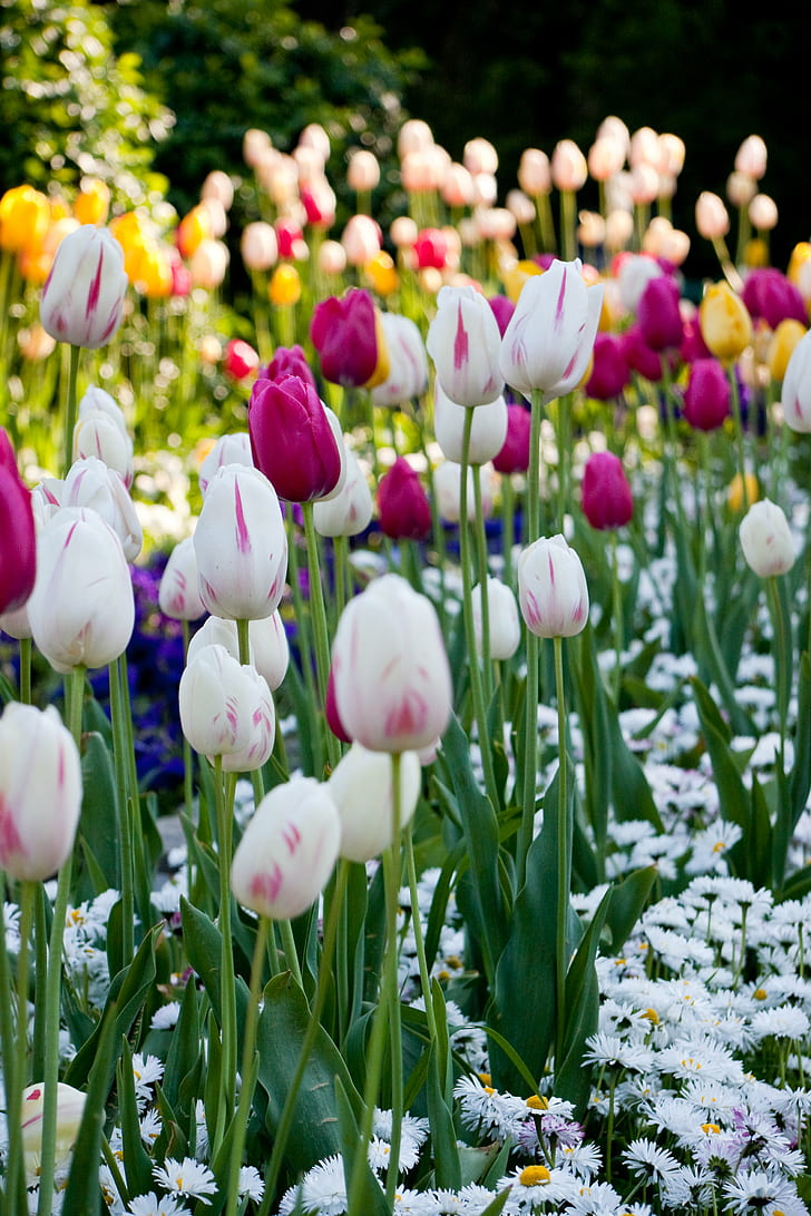 tulips and daisies in bloom during daytime, tulips, field, white