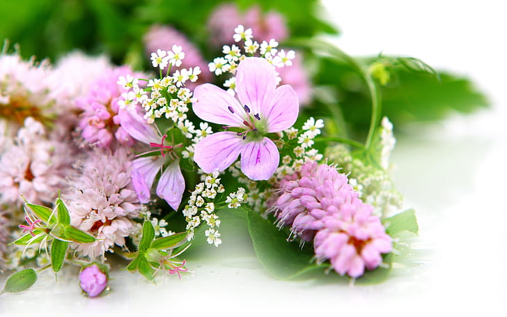 Fresh and elegant flowers, pink petaled flower, HD wallpaper