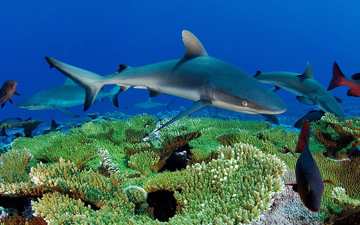 Ocean Underwater World Fish Sharks Reef Desktop Wallpaper Hd