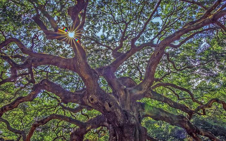 Ange Oak Tree A Massive Angel Tree About 1100 Years Old On The Island Of John Carolina Desktop Hd Wallpaper For Mobile Phones Tablet And Pc 3840×2400, HD wallpaper