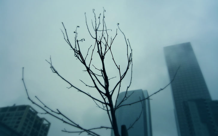 silhouette of tree branch, sky, clouds, mist, building, bare tree