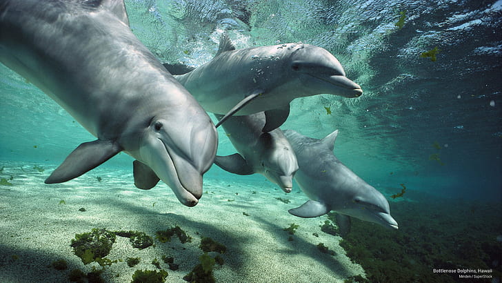 HD wallpaper: Bottlenose Dolphins, Hawaii, Ocean Life | Wallpaper Flare