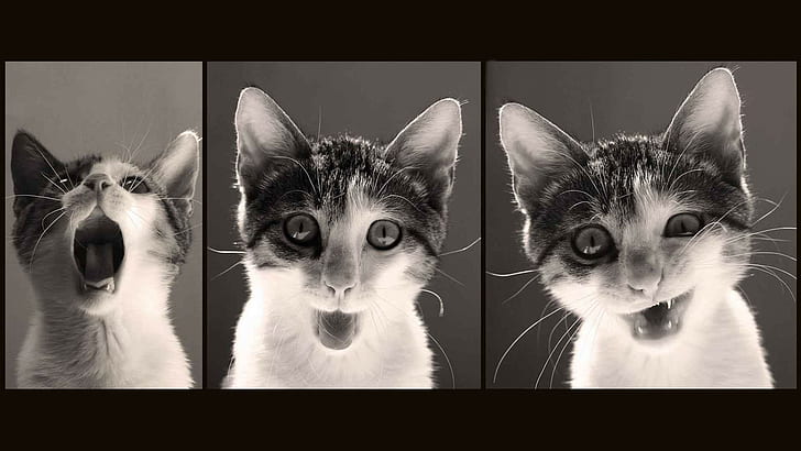 cat, smiling, HD wallpaper