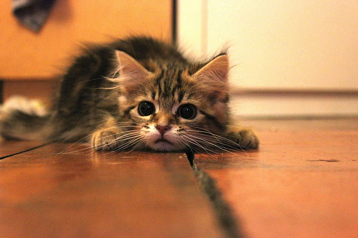 brown Tabby cat on brown floor, animals, domestic, pets, domestic cat