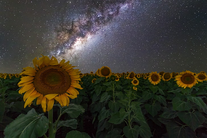 stars, galaxy, night sky, Australia, space, sunflowers, Milky Way, HD wallpaper