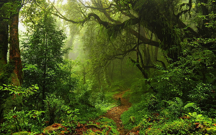 Rainforest 1080P, HD wallpapers free download | Wallpaper Flare