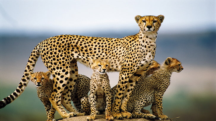 cheetah, big cat, feline, leopard, fur, predator, wildlife, HD wallpaper