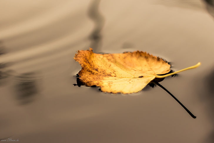 brown leaf, seasons, water, leaves, fall, autumn, nature, yellow