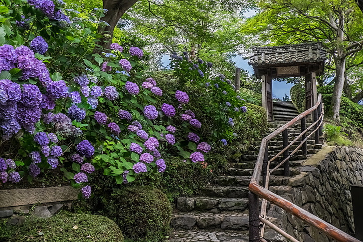 purple petaled flowers, Japan, ladder, temple, Kyoto, hydrangeas