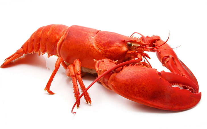 lobster, red, background, Wallpaper, cancer, boiled, crustacean, HD wallpaper