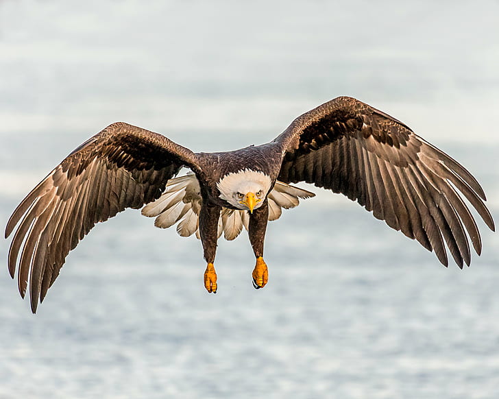 bald eagle flying, This Way, in-flight, bif, landing, Lens, bird, HD wallpaper