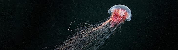 jellyfish, ultrawide