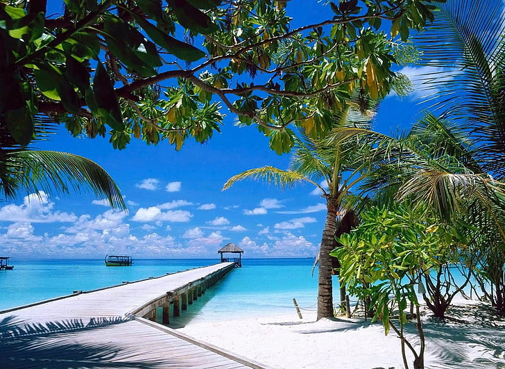 green coconut palm tree, nature, landscape, beach, summer, sand, HD wallpaper