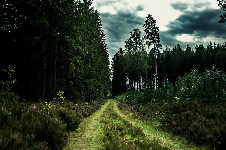 green grass trail, forest, road, nature, trees, landscape, plant