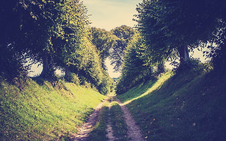 path, trees, plant, tranquility, tranquil scene, growth, direction, HD wallpaper