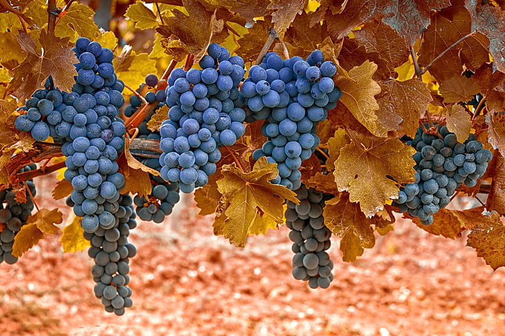 blueberry fruits, grapes, autumn, leaves, berries, vine, vineyard, HD wallpaper