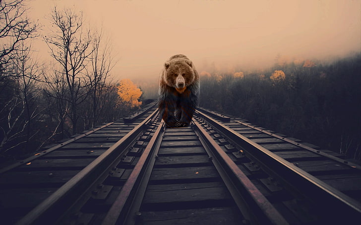 brown bear wallpaper, bears, nature, animals, photo manipulation, HD wallpaper