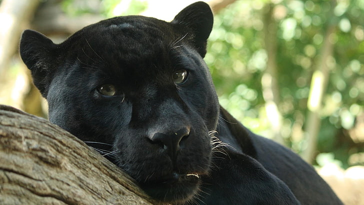 panther, cat, black, big, animal, leopard, jaguar, animals