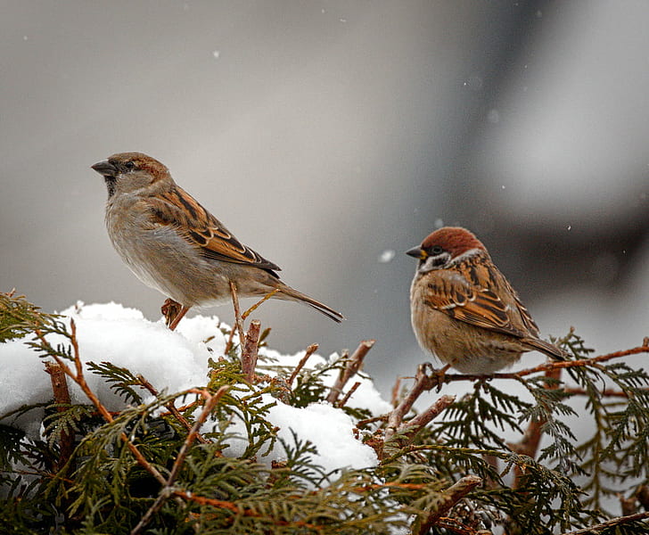 two brown birds on green leaf plant focus photo, Sparrows, House sparrow, HD wallpaper