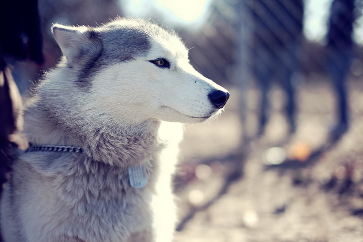gray wolf, Siberian Husky , dog, animals, one animal, animal themes, HD wallpaper