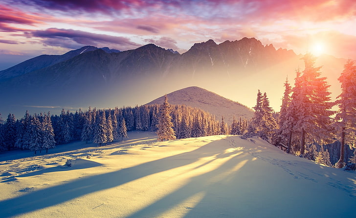 Sunset Winter Shadows, pine trees, Seasons, sky, beauty in nature, HD wallpaper