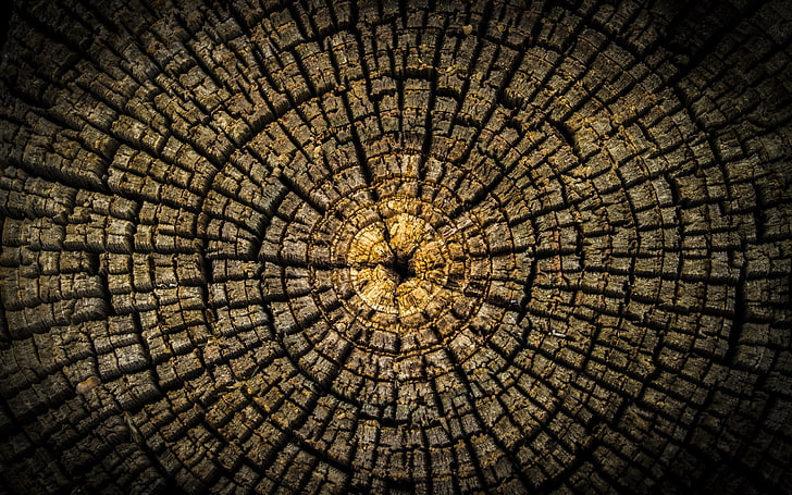 brown wood log, minimalism, circle, symmetry, trees, texture, HD wallpaper