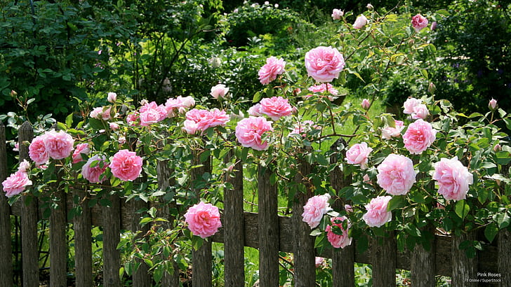 Pink Roses, Flowers/Gardens