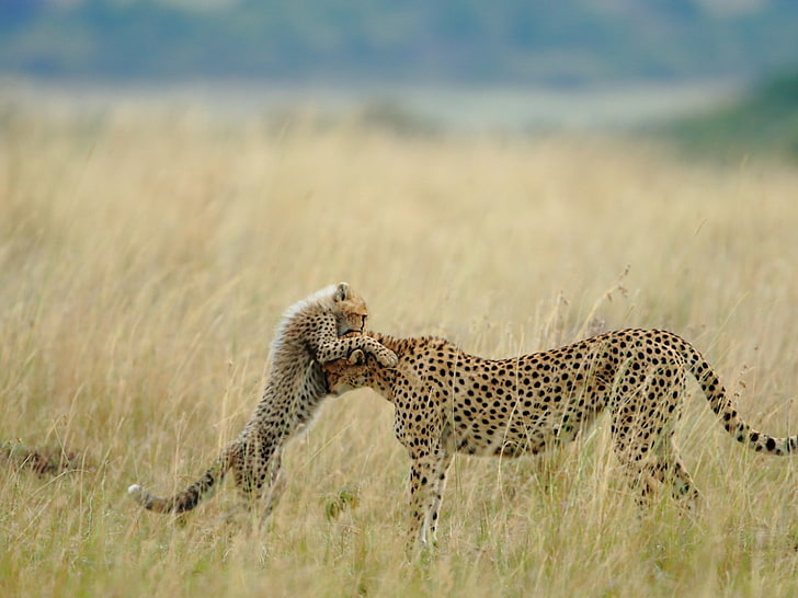 animals, cheetahs, cubs, baby animals, animal wildlife, animals in the wild, HD wallpaper
