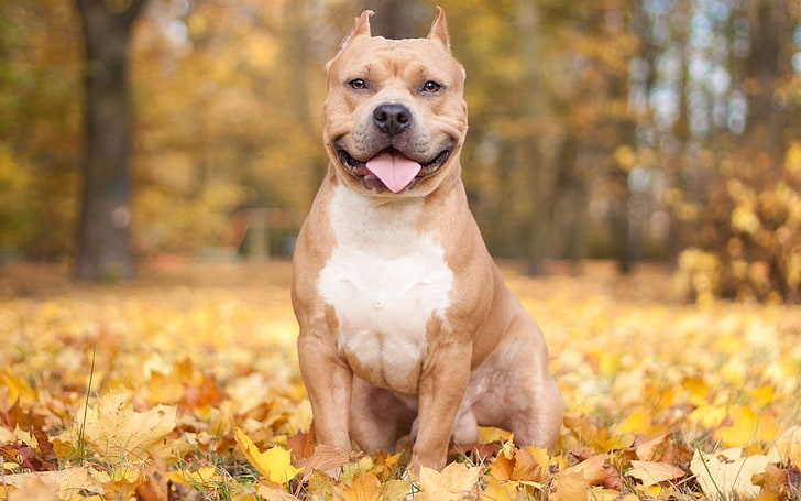 adult brown pitbull, dogs, leaves, autumn, protruding tongue