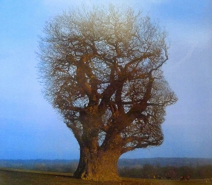 Pink Floyd Face Tree, cover, nice, music, album, head, fantasy, HD wallpaper