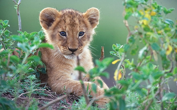 Cute little lion in green bushes, lion cub, HD wallpaper