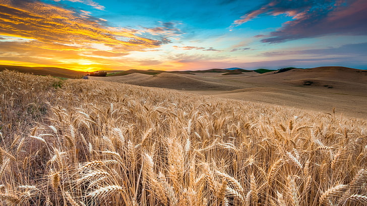 sky, golden field, wheat, crop, ecoregion, grain, barley, morning, HD wallpaper