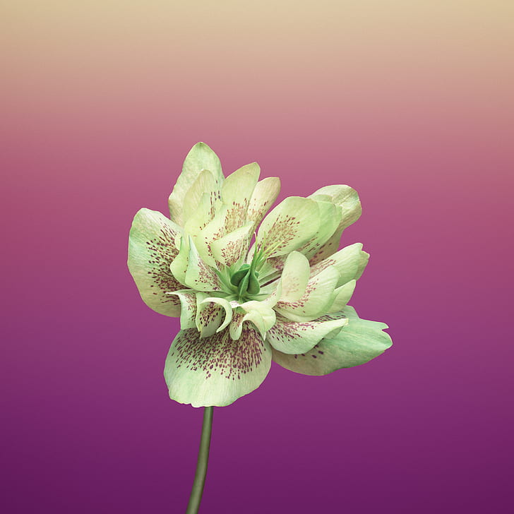 Ios 11 Flower Helleborus, HD wallpaper