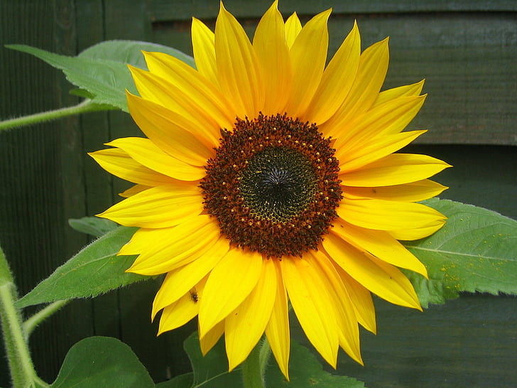 sunflower, sunflower, flowers, yellow, nature, summer, agriculture, HD wallpaper