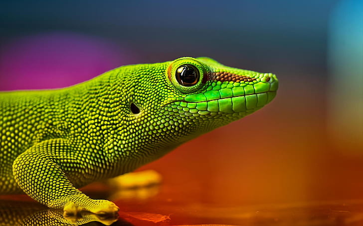 Green Lizard, reptile, HD wallpaper