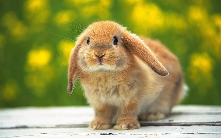 Cute Bunny, Adorable, Rabbits, Brown Fur, Black Eyes, HD wallpaper
