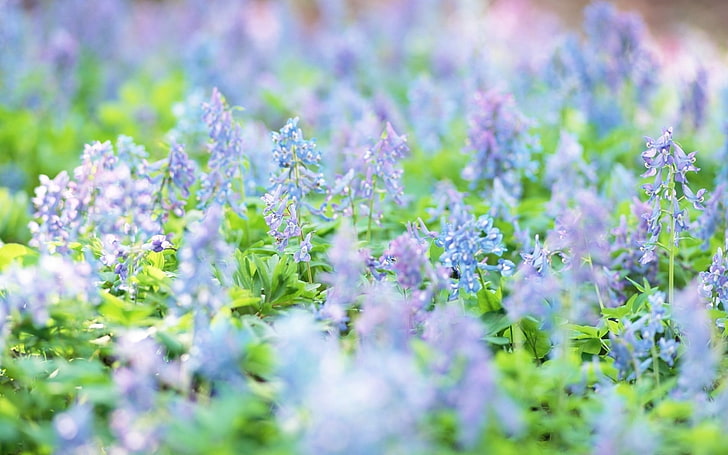 white and purple petaled flowers, nature, depth of field, blue flowers, HD wallpaper