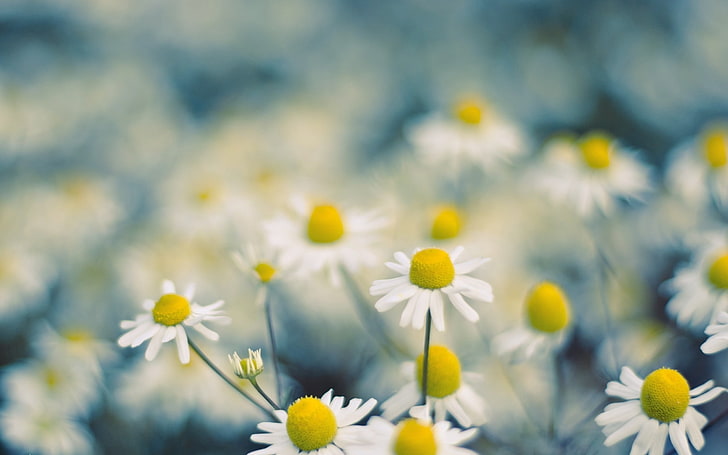 white daisy flowers, macro, white flowers, Chamomile, flowering plant, HD wallpaper