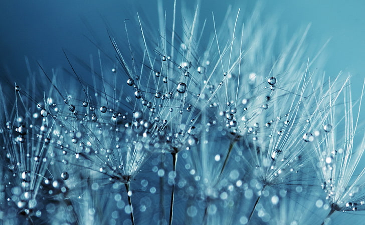 Blue Dandelion Seeds, water dew, Aero, Macro, Drops, Nature, Flower