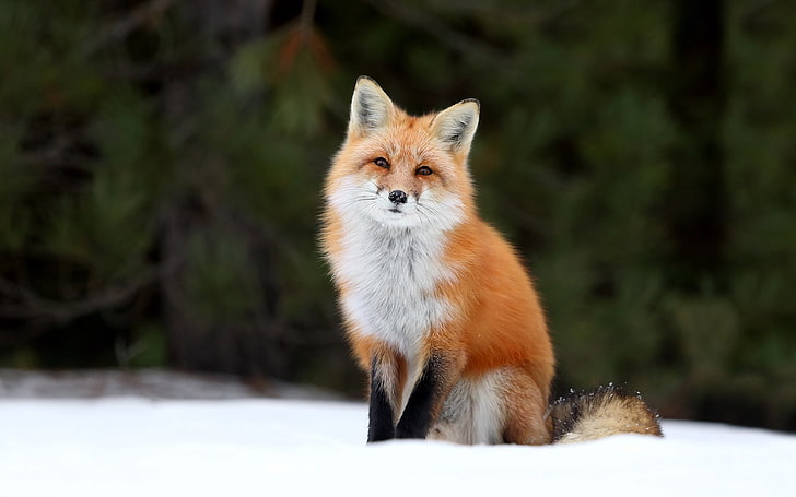 red and white fox, snow, winter, red Fox, animal, wildlife, mammal