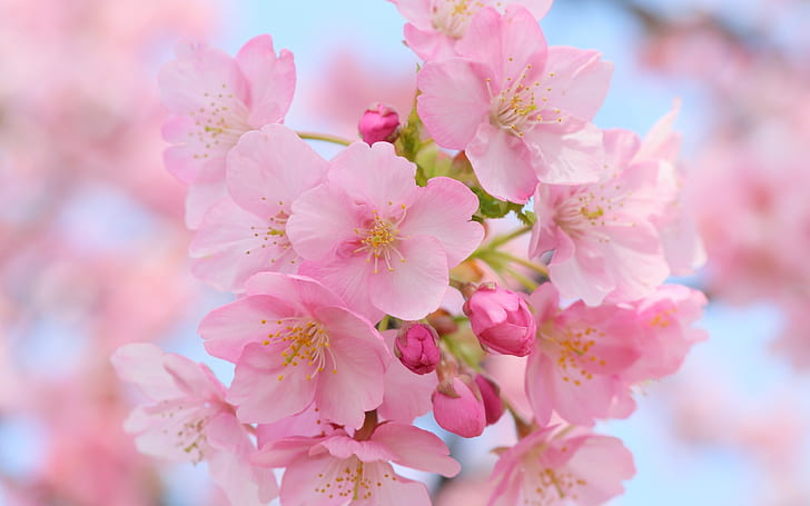 Pink Cherry Blossom, pink flowers, spring flowers