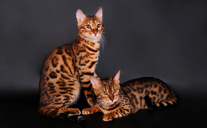two bengal cats, couple, leopard color, domestic Cat, animal, HD wallpaper