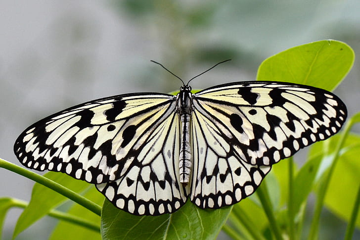 Paperkite Butterfly perched on green laf, Rice Paper, nikon  d5100, HD wallpaper