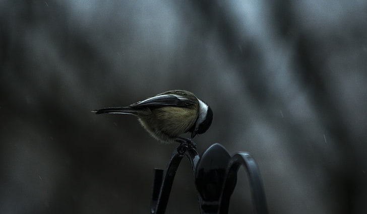 black-capped chickadee bird, titmouse, sitting, one animal, animal wildlife, HD wallpaper