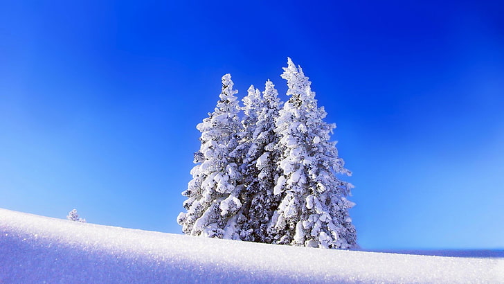 winter, snow, snowy, pine tree, pines, blue sky, nature, HD wallpaper