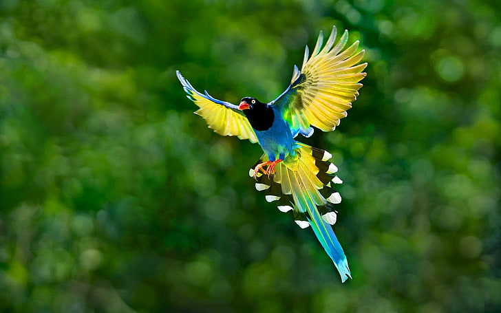 blue magpie, Birds, Taiwan Blue Magpie, Animal, Bokeh, nature, HD wallpaper