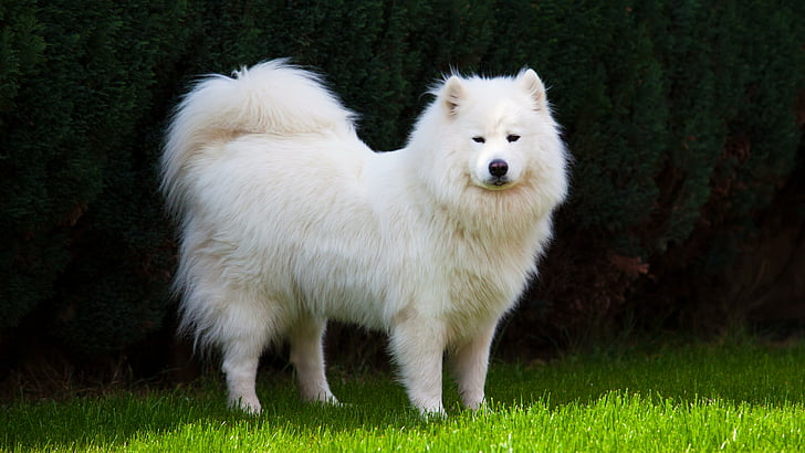 dog, samoyed dog, dog breed, mammal, white dog, canine, HD wallpaper