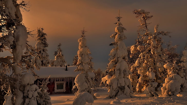 snow covered tree illustration, landscape, pine trees, cottage