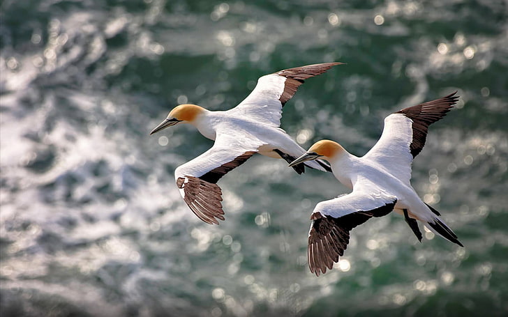 two white-and-brown booby birds, nature, animals in the wild